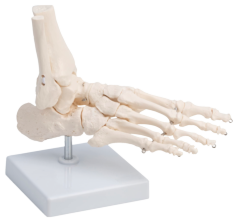 Pie esqueleto articulado, soporte pedestal